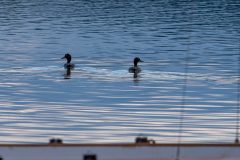 Bilder-11